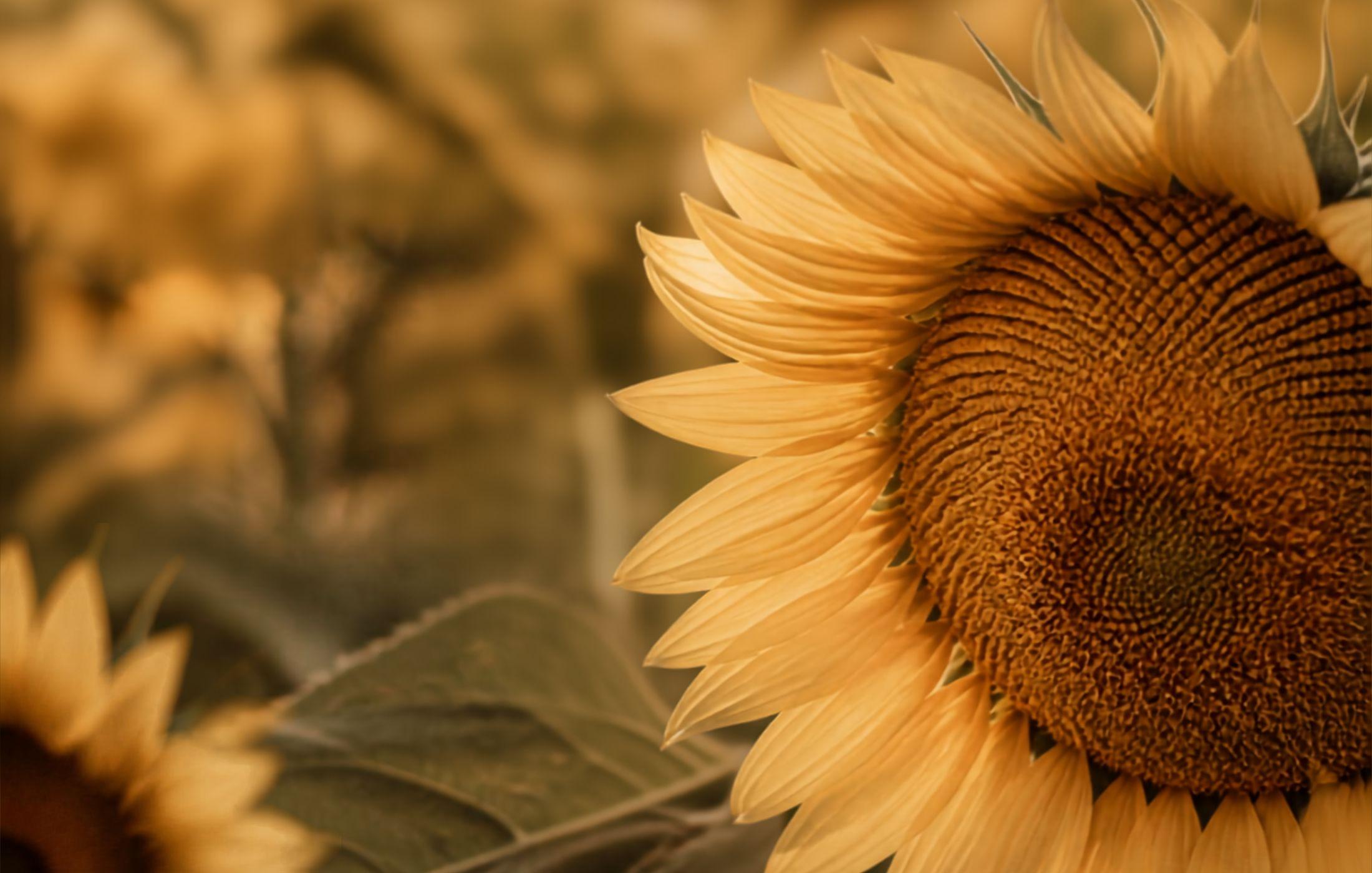 Close-up of a sunflower at golden hour