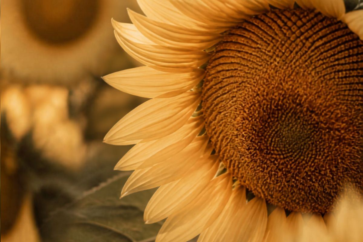 Close-up of a sunflower showing the golden color palette